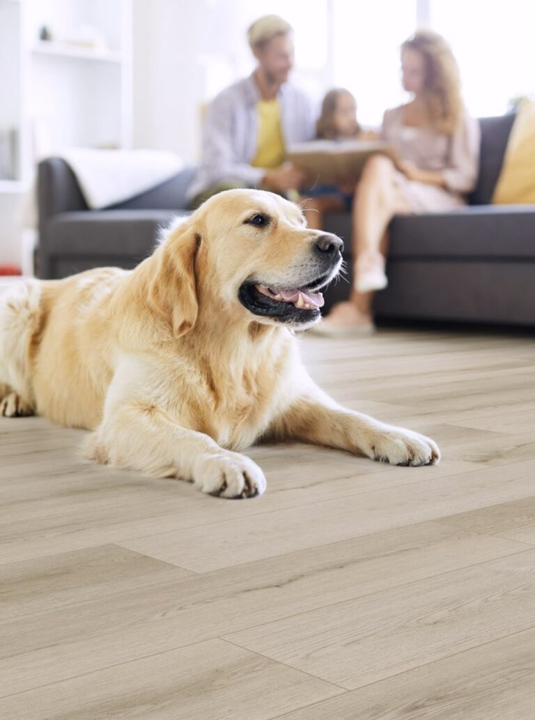 dog image