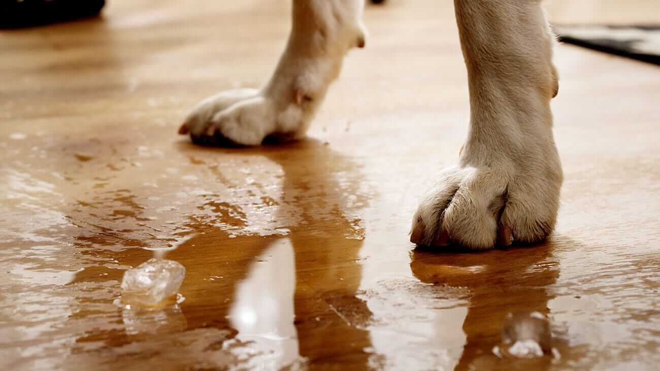 water-resistant-flooring